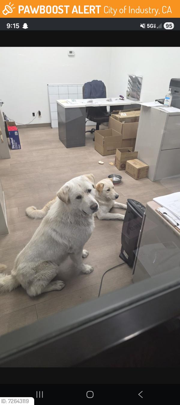 Found/Stray Unknown Dog last seen Sentous Ave , City of Industry, CA 91748