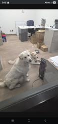 Found/Stray Unknown Dog last seen Sentous Ave , City of Industry, CA 91748