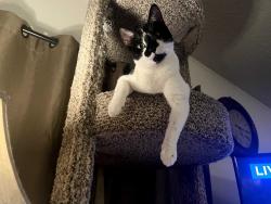 Lost Female Cat last seen Heather Manor MHP on Bennet Rd Near Hembree, McMinnville, OR 97128