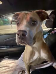 Found/Stray Female Dog last seen NEAR SAN BERNARDINO CITY ANIMAL AHELTER, San Bernardino, CA 92408