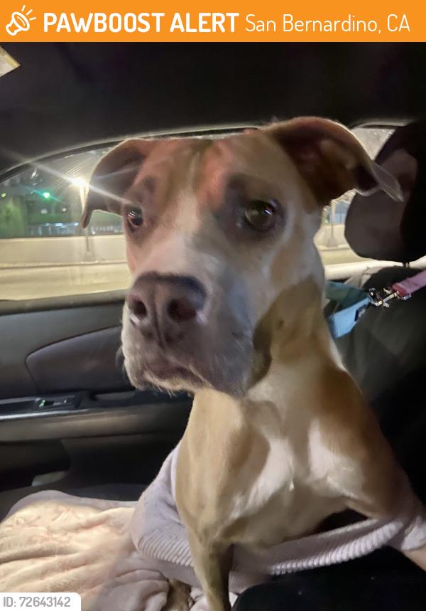 Found/Stray Female Dog last seen NEAR SAN BERNARDINO CITY ANIMAL AHELTER, San Bernardino, CA 92408