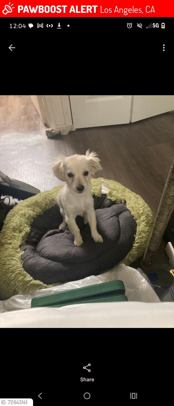 Lost Female Dog last seen Greenbush and Stagg , Los Angeles, CA 91402