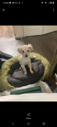 Lost Female Dog last seen Greenbush and Stagg , Los Angeles, CA 91402