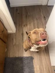 Lost Female Dog last seen Fernview , Modesto, CA 95355