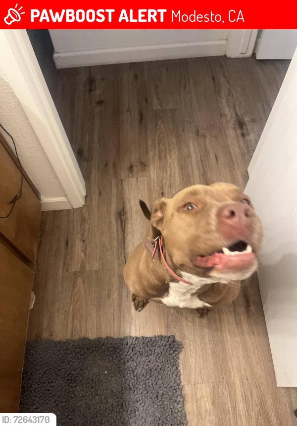 Lost Female Dog last seen Fernview , Modesto, CA 95355