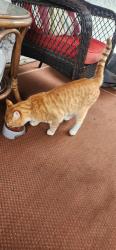 Found/Stray Male Cat last seen Abbotsford Recreation Center, Abbotsford, BC V2S 5P7