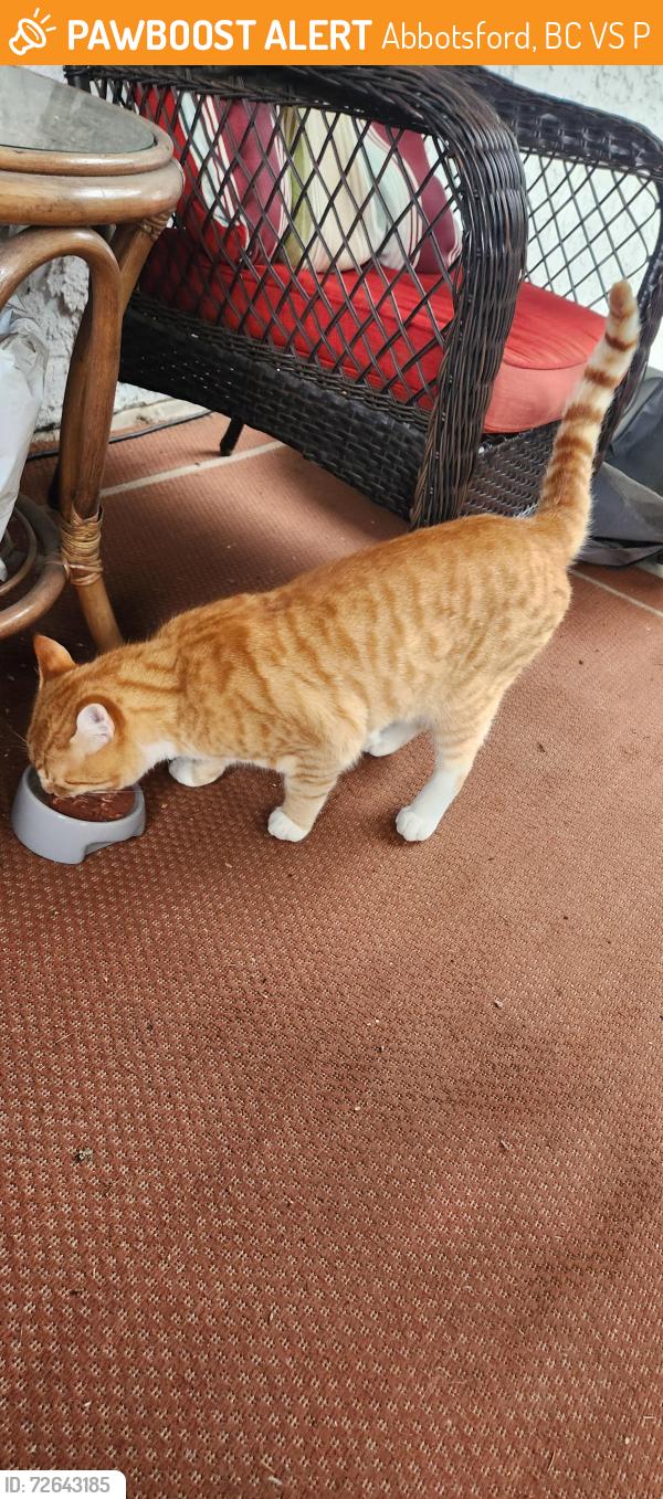 Found/Stray Male Cat last seen Abbotsford Recreation Center, Abbotsford, BC V2S 5P7