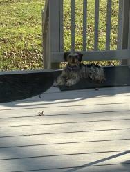 Found/Stray Unknown Dog last seen Meadow Rd & Casey Meadows, Sandston, VA 23150
