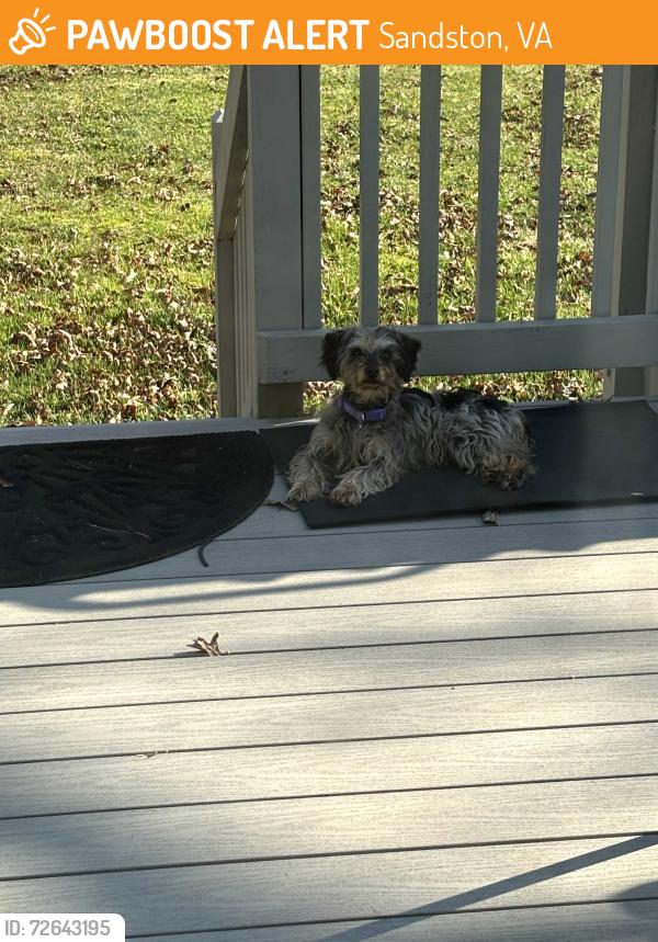 Found/Stray Unknown Dog last seen Meadow Rd & Casey Meadows, Sandston, VA 23150