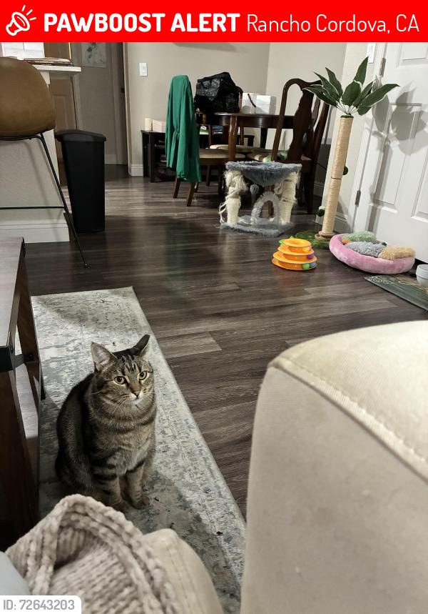 Lost Female Cat last seen Hazel Avenue , Rancho Cordova, CA 95670