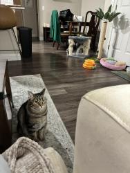 Lost Female Cat last seen Hazel Avenue , Rancho Cordova, CA 95670