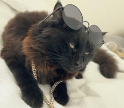 Lost Male Cat last seen Birmingham football stadium , West Midlands, England B9