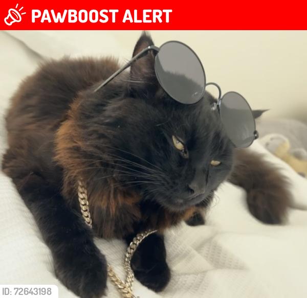 Lost Male Cat last seen Birmingham football stadium , West Midlands, England B9