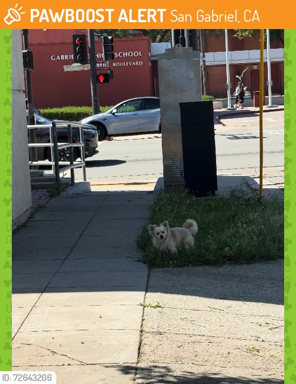 Found/Stray Unknown Dog last seen Scott St and San Gabriel Blvd, San Gabriel, CA 91776
