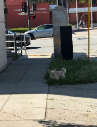 Found/Stray Unknown Dog last seen Scott St and San Gabriel Blvd, San Gabriel, CA 91776