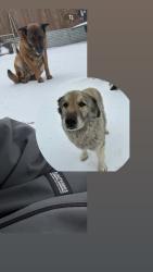 Lost Male Dog last seen Beach Street & Toronto, Fort Worth, TX 76103