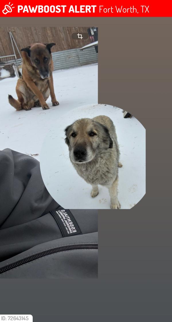 Lost Male Dog last seen Beach Street & Toronto, Fort Worth, TX 76103