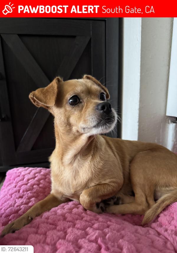 Lost Female Dog last seen virginia ave, South Gate, CA 90280
