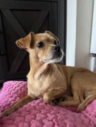 Lost Female Dog last seen virginia ave, South Gate, CA 90280