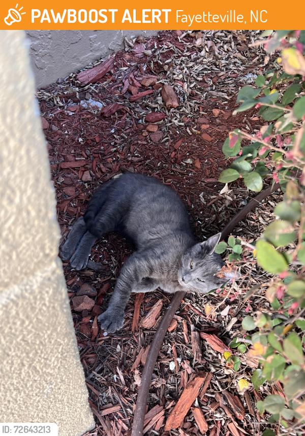Found/Stray Male Cat last seen Taco Bell, Fayetteville, NC 28301