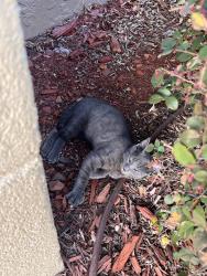 Found/Stray Male Cat last seen Taco Bell, Fayetteville, NC 28301