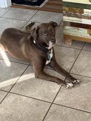 Found/Stray Female Dog last seen Lincoln St. and Union, New Braunfels, TX 78130