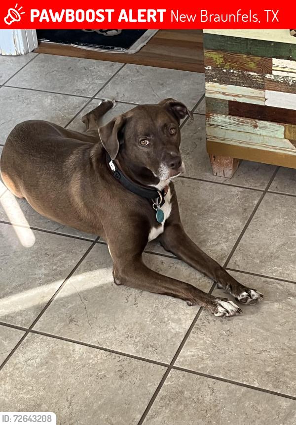 Found/Stray Female Dog last seen Lincoln St. and Union, New Braunfels, TX 78130