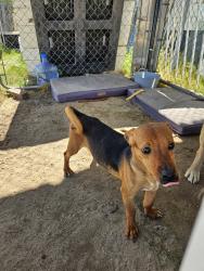 Found/Stray Male Dog last seen Grayson, Modesto, CA 95358