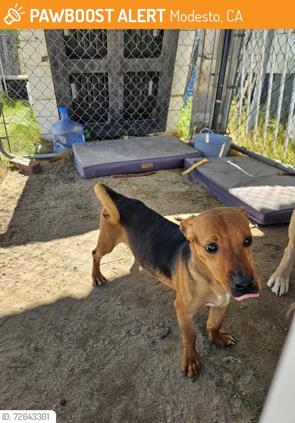 Found/Stray Male Dog last seen Grayson, Modesto, CA 95358