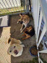 Found/Stray Male Dog last seen Grayson, Crows Landing, CA 95313