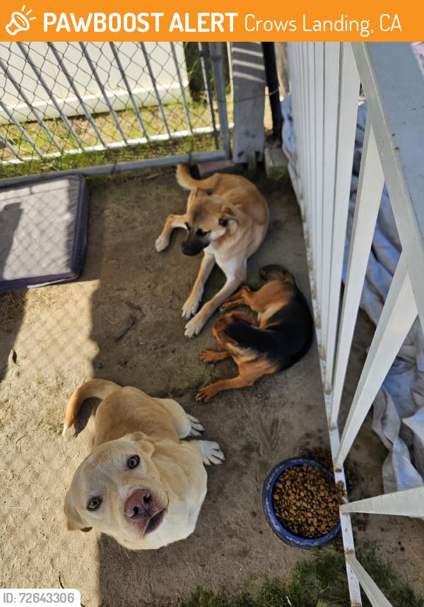 Found/Stray Male Dog last seen Grayson, Crows Landing, CA 95313