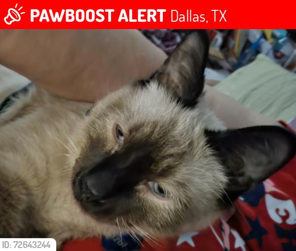 Lost Male Cat last seen Lake June Road, Dallas, TX 75217