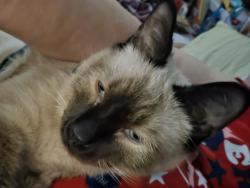 Lost Male Cat last seen Lake June Road, Dallas, TX 75217