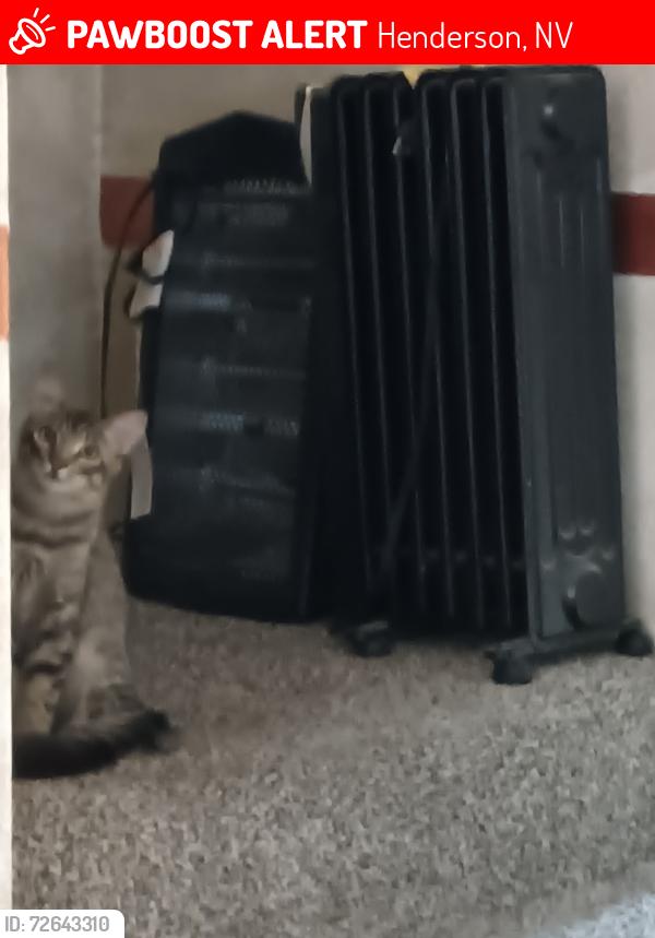 Lost Male Cat last seen Green valley parkway and east sunset, Henderson, NV 89014