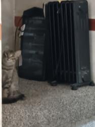 Lost Male Cat last seen Green valley parkway and east sunset, Henderson, NV 89014