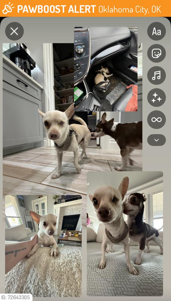 Found/Stray Male Dog last seen S Harvey Ave , Oklahoma City, OK 73102