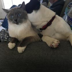 Lost Male Cat last seen W Hollandale Dr. and Five mile, Boise, ID 83709