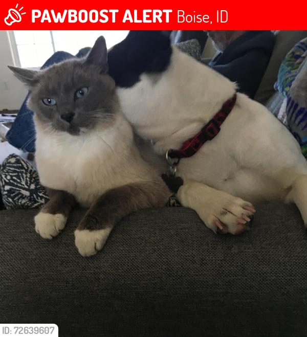 Lost Male Cat last seen W Hollandale Dr. and Five mile, Boise, ID 83709
