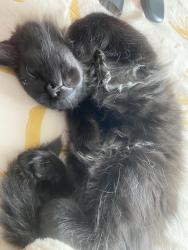 Lost Male Cat last seen near starbucks and chick-fil-a, Aurora, CO 80016