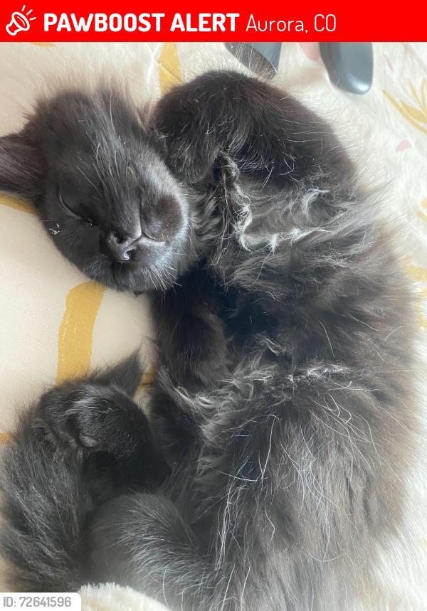 Lost Male Cat last seen near starbucks and chick-fil-a, Aurora, CO 80016