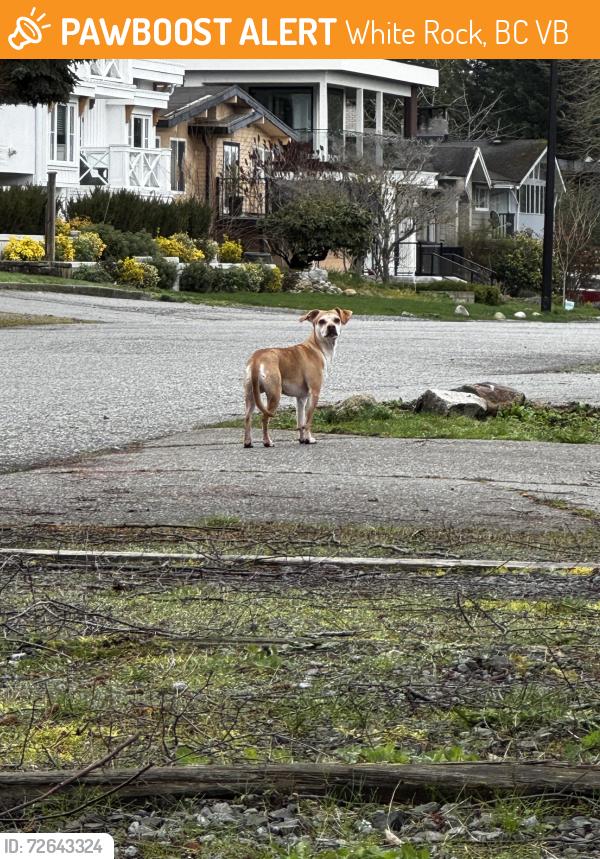 Found/Stray Unknown Dog last seen Lancaster street and Malabar avenue , White Rock, BC V4B