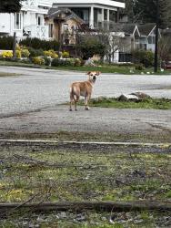Found/Stray Unknown Dog last seen Lancaster street and Malabar avenue , White Rock, BC V4B