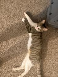 Found/Stray Male Cat last seen Golden leaf lane, Columbus, OH 43223