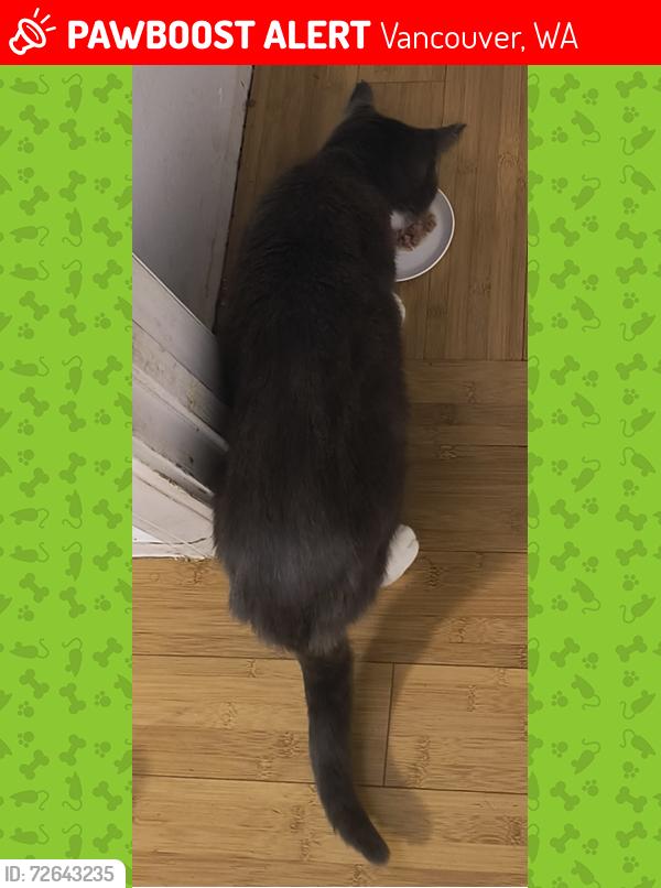 Lost Male Cat last seen NE 69th street, Vancouver, WA 98682