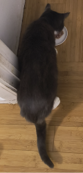 Lost Male Cat last seen NE 69th street, Vancouver, WA 98682