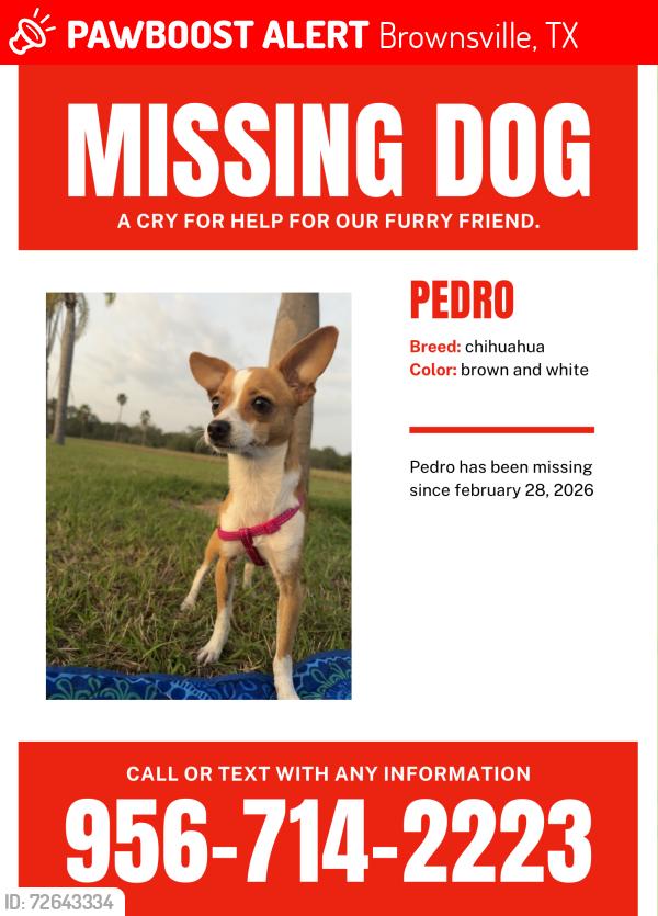 Lost Male Dog last seen rivera high school, Brownsville, TX 78521
