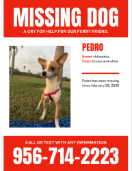 Lost Male Dog last seen rivera high school, Brownsville, TX 78521