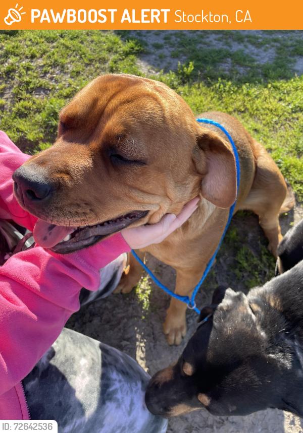 Found/Stray Female Dog last seen Near S B street, Stockton, CA 95206