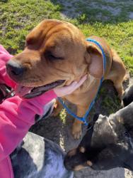 Found/Stray Female Dog last seen Near S B street, Stockton, CA 95206