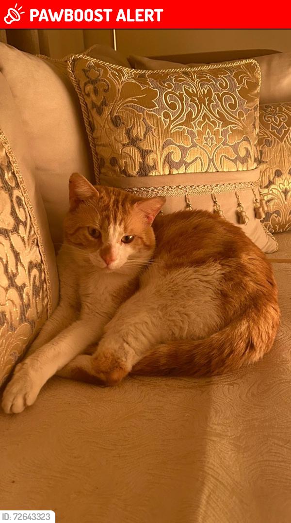 Lost Male Cat last seen Kippax Street Manchester , Greater Manchester, England M14